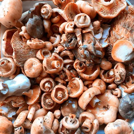 Ferienhaus Casa En La Molina (Girona)